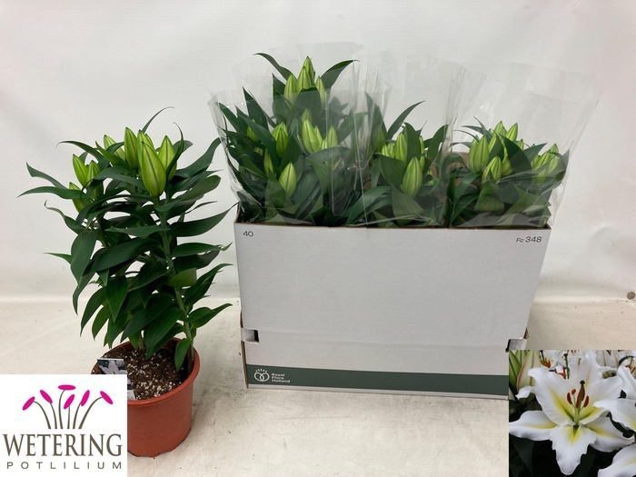 <h4>LIL OR SUNNY AZORES</h4>