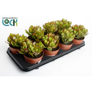 Crassula Argentea Ovata