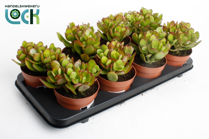 <h4>Crassula Argentea Ovata</h4>