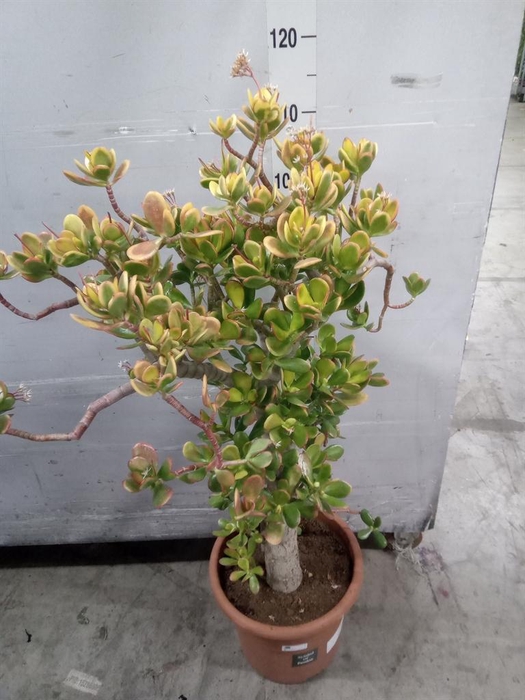 <h4>Crassula ovata</h4>