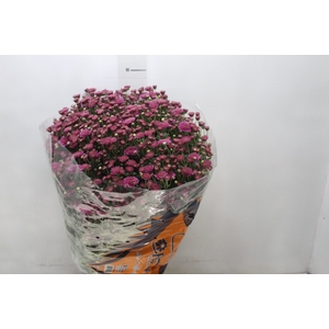 CRISANTEMO BOLA BELGA JASODA P20 PINK