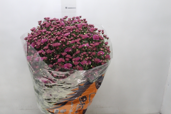 <h4>CRISANTEMO BOLA BELGA JASODA P20 PINK</h4>