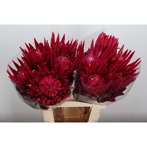 Protea Wx Cerise