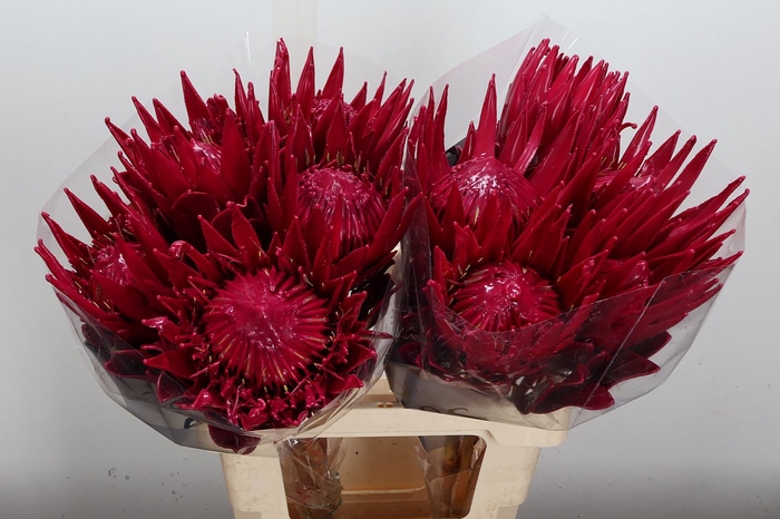 <h4>Protea Wx Cerise</h4>