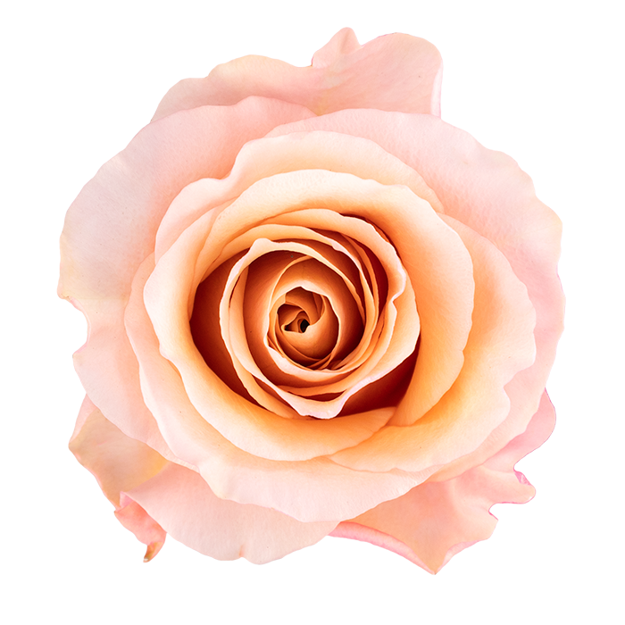 <h4>R Gr Fascination Bicolor 50cm EC</h4>