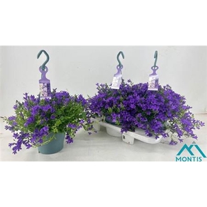 Campanula portenschlagiana