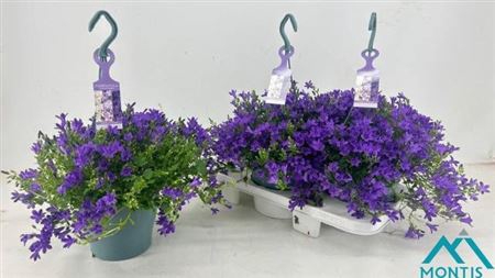 <h4>Campanula portenschlagiana</h4>