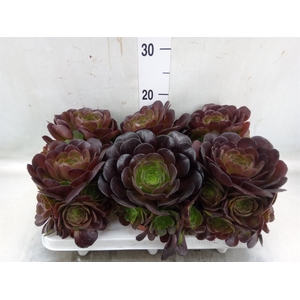 Aeonium arboreum 'Velours'