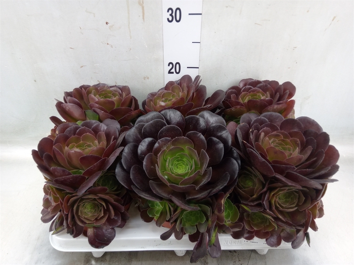 <h4>Aeonium arboreum 'Velours'</h4>