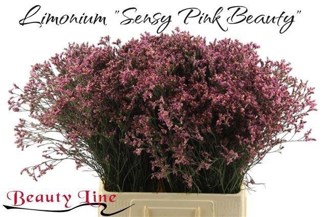 <h4>LIM SIN SEN PIN BEAU</h4>