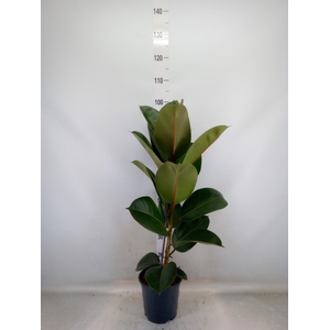 Ficus elastica 'Robusta'