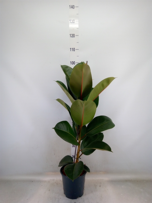 <h4>Ficus elastica 'Robusta'</h4>
