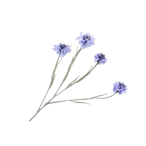 Centaurea Blue Light