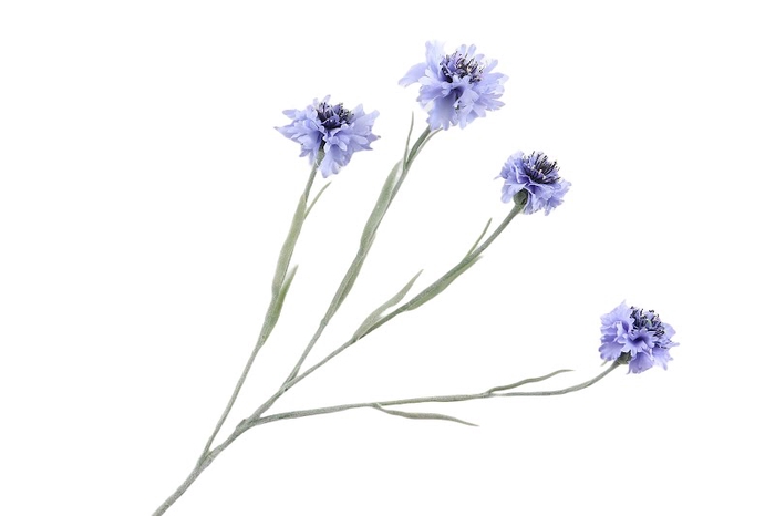 <h4>Centaurea Blue Light</h4>