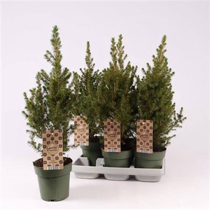 PICEA GL DECEMBER