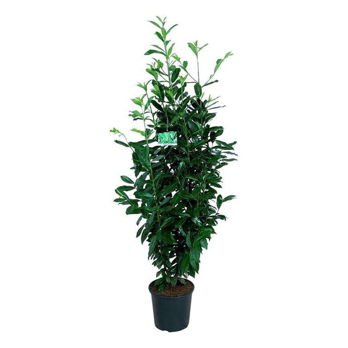 <h4>Prunus laur. 'Genolia' ®</h4>