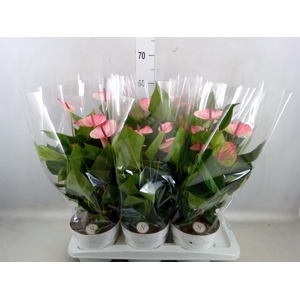 Anthurium andr. 'Mystique'