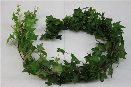 <h4>Hedera Rank Groen ( Hollands )</h4>