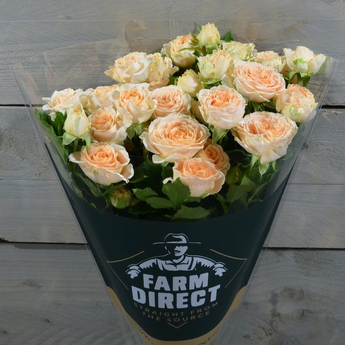 <h4>R Tr Mineola</h4>