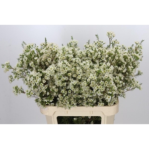 Chamelaucium Ivory Pearl