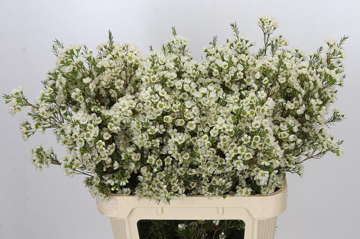 <h4>Chamelaucium Ivory Pearl</h4>