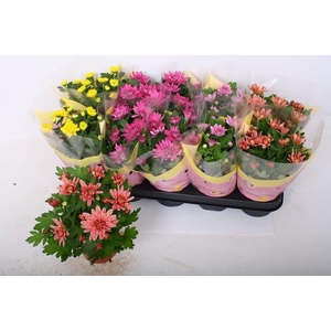 !! PROMO !! CHRYS MIX P12