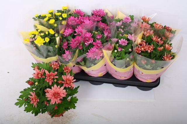 <h4>!! PROMO !! CHRYS MIX P12</h4>