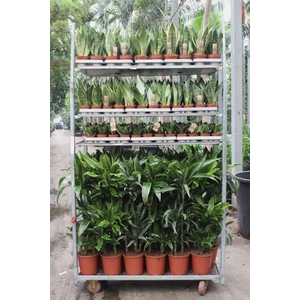 Mixkar Dracaena 3pp en Sansevieria