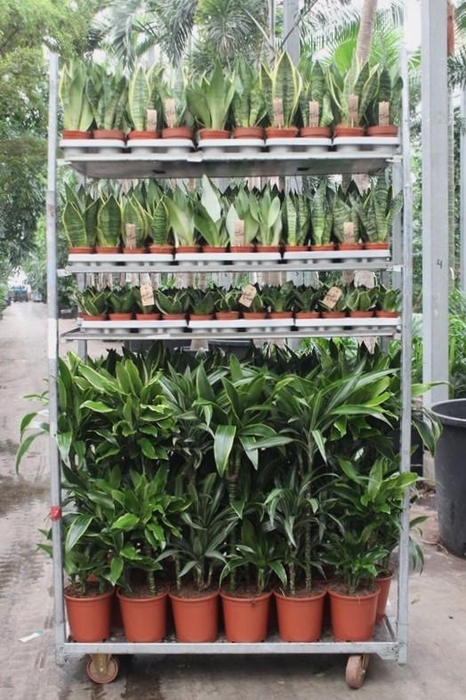 <h4>Mixkar Dracaena 3pp en Sansevieria</h4>