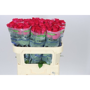 Rosa Gr Madam Cerize