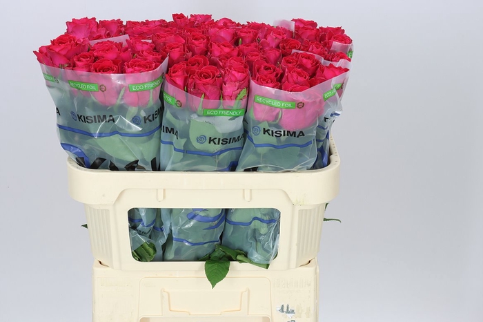 <h4>Rosa Gr Madam Cerize</h4>