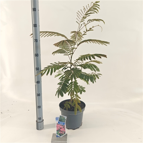 <h4>Albizia julibrissin Ombrella® ('Boubri'PBR)</h4>