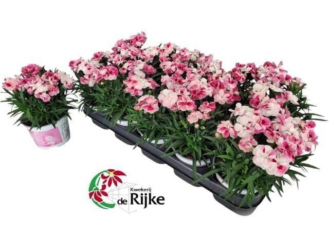 <h4>DIAN SPRINT PINK PRO</h4>
