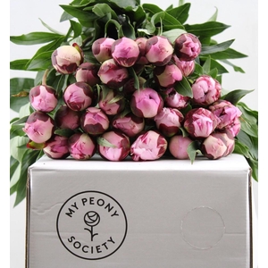 Paeonia Sarah Bernhardt