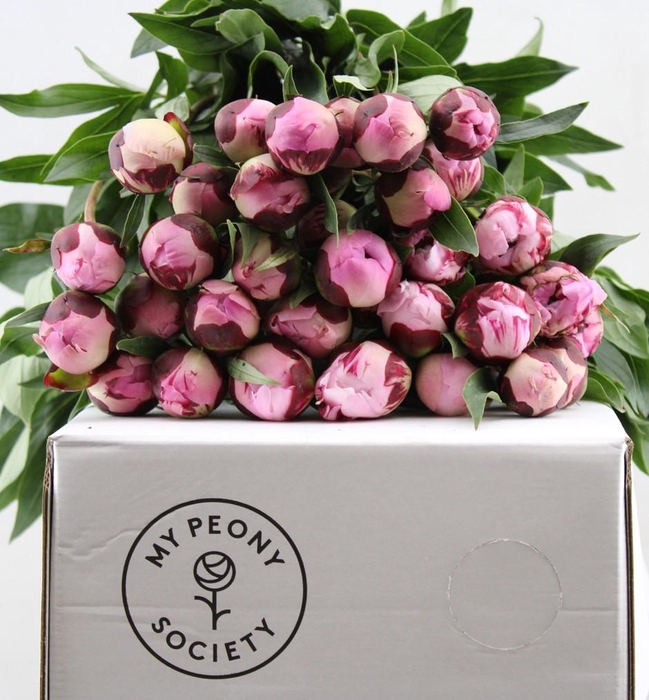 Paeonia Sarah Bernhardt