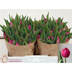 Tu En Pink Ardour
