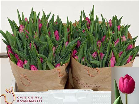 <h4>Tu En Pink Ardour</h4>