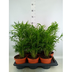Chamaedorea elegans