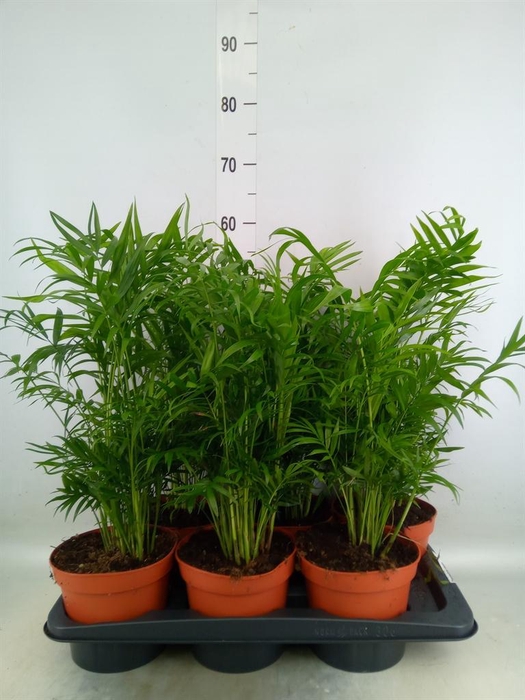 <h4>Chamaedorea elegans</h4>