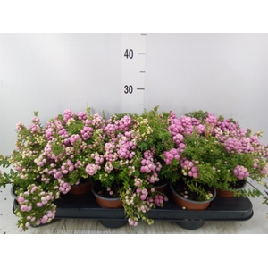 Gaultheria   ...rose berry