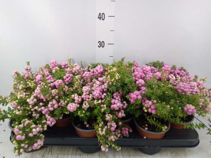 <h4>Gaultheria   ...rose berry</h4>