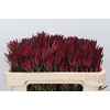 Leucadendron Blush Spray