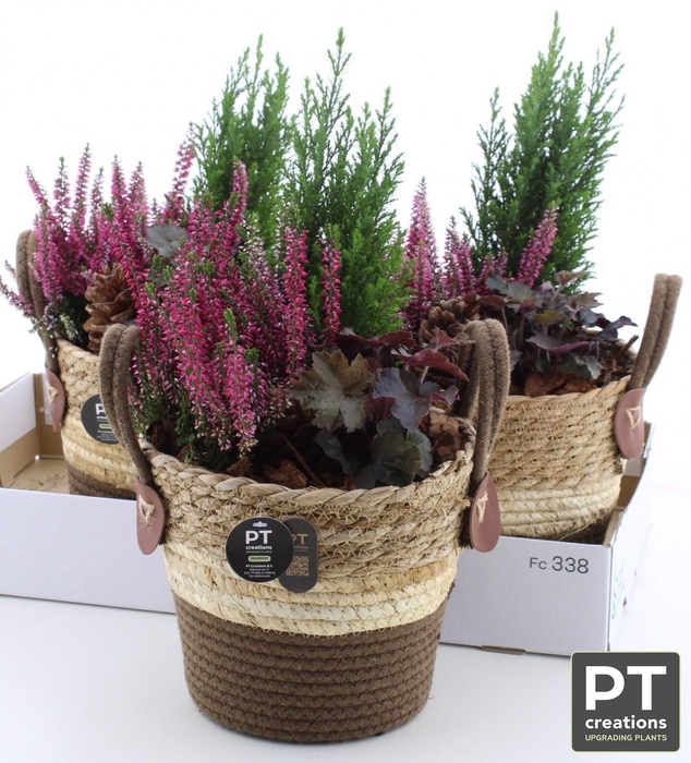 <h4>ARR TUINPLANTEN</h4>