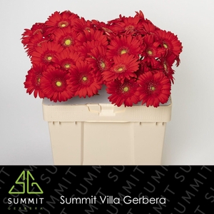 Gerbera Carambole Water