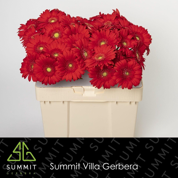 <h4>Gerbera Carambole Water</h4>