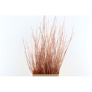 Cornus Paint Copper Stem