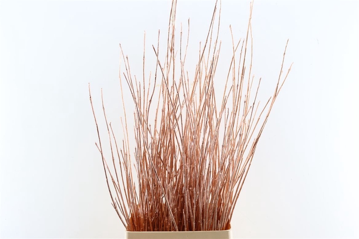 <h4>Cornus Paint Copper Stem</h4>