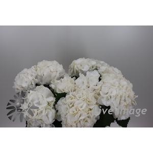 Hydrangea schneeball