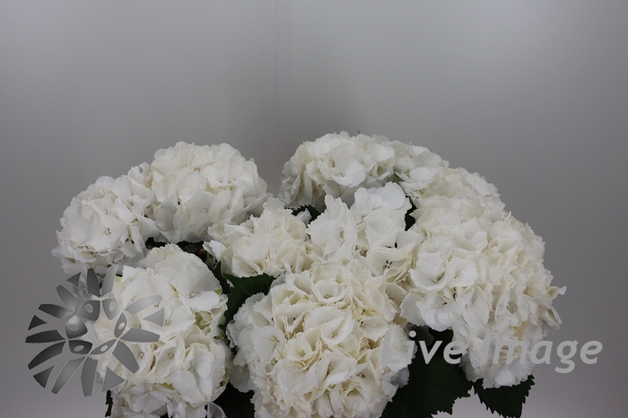 <h4>Hydrangea schneeball</h4>