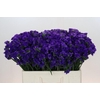 Limonium sinuatum Navy Sun Birds